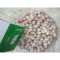 Normal White Garlic Crop 2020